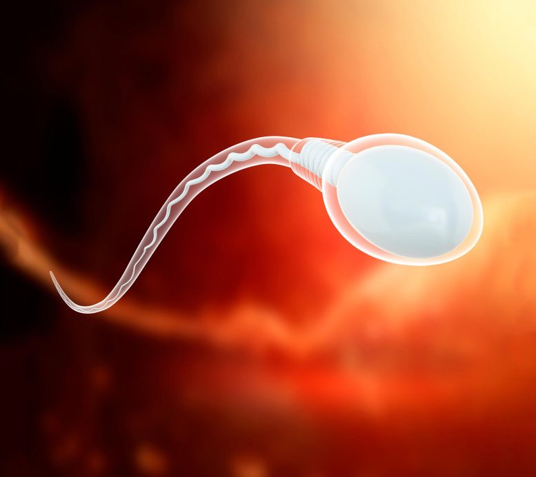 Sperm-Cell-Illustration-777x692.jpg