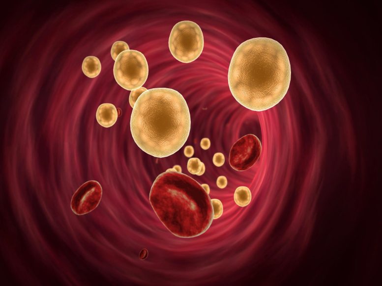Blood-Fat-Cells-777x583.jpg