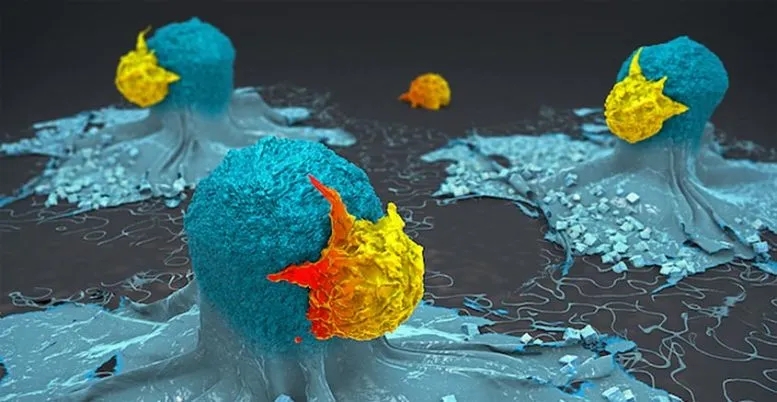 T-Cells-Attacking-Cancer-Cells-777x402.webp.jpg