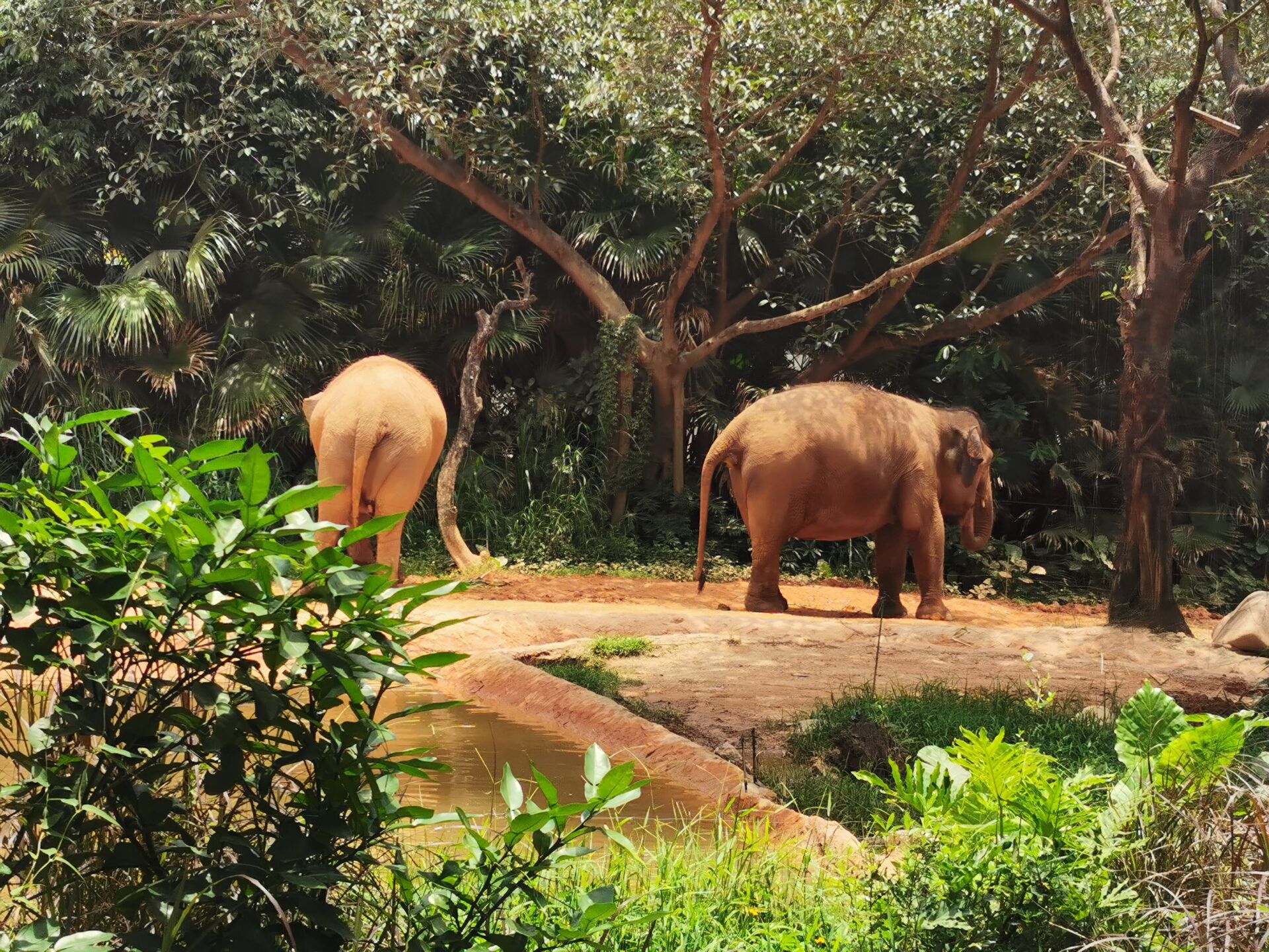 广州长隆野生动物世界之大象4.jpg