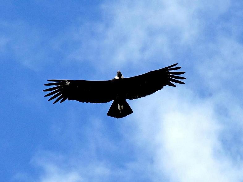 TrekNature   Andean Condor Photo.jpg