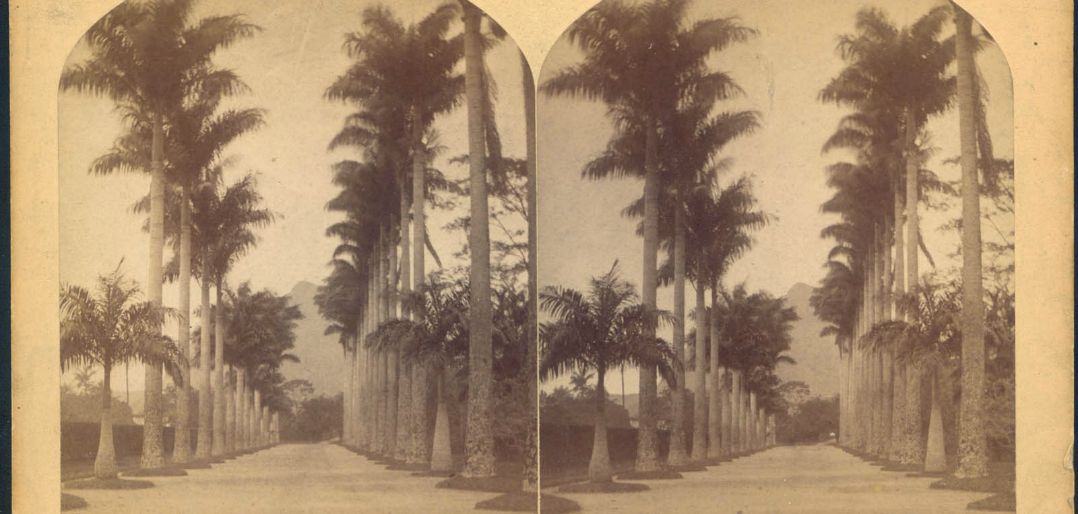 Fig 1 里约热内卢皇家植物园（1882） 威廉贝尔Esterografia-do-Imper.jpg