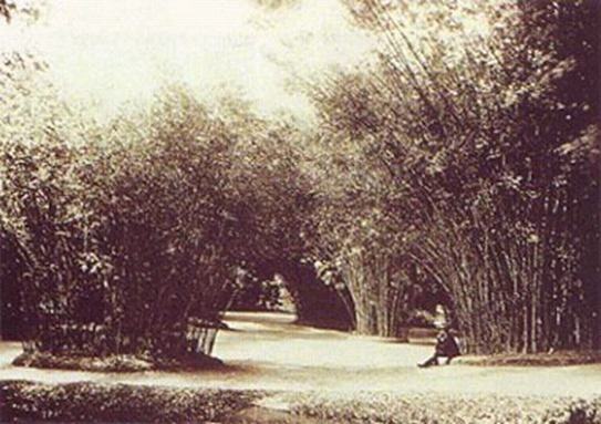 Fig 1890 Լ¬ֲ԰ ԰ Jardim-Botnico-do-Rio-de-Janeiro-.jpg