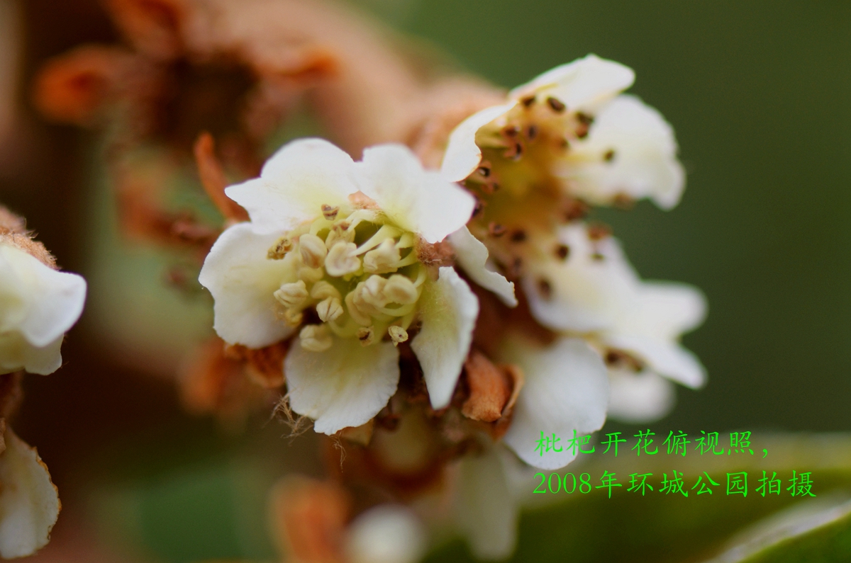 079Ǿޱ Eriobotrya japonica (Thunb.) Lindl.԰13 (6)_.jpg