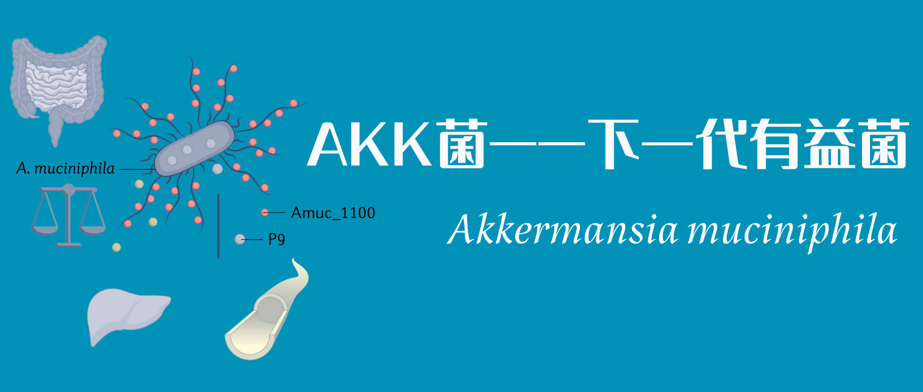 AKK菌——下一代有益菌.png