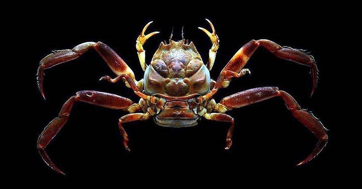 عз 22 heike-crab-samurai-face.jpg
