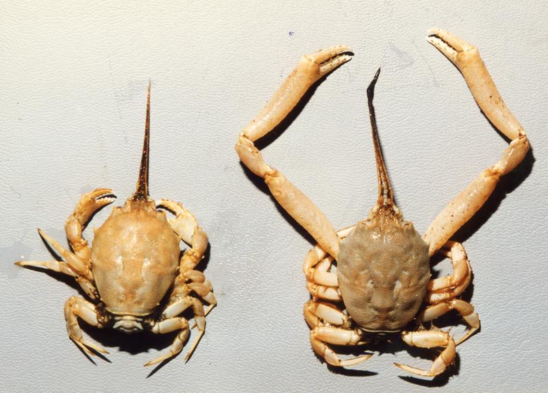 The Masked Crab (Corystes cassivelaunus) 11 Masked Crab - British Wildlife Wiki.jpg