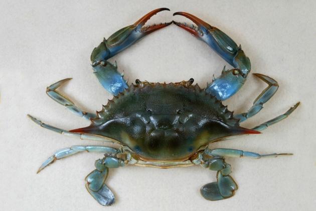 Blue Crab (Callinectes sapidus).jpg