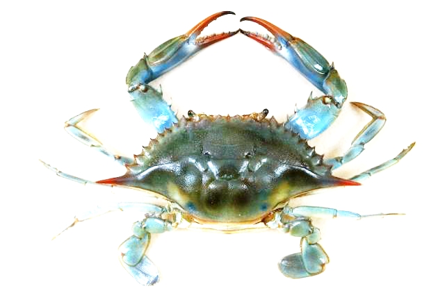 Blue Crab (Callinectes sapidus)_.jpg