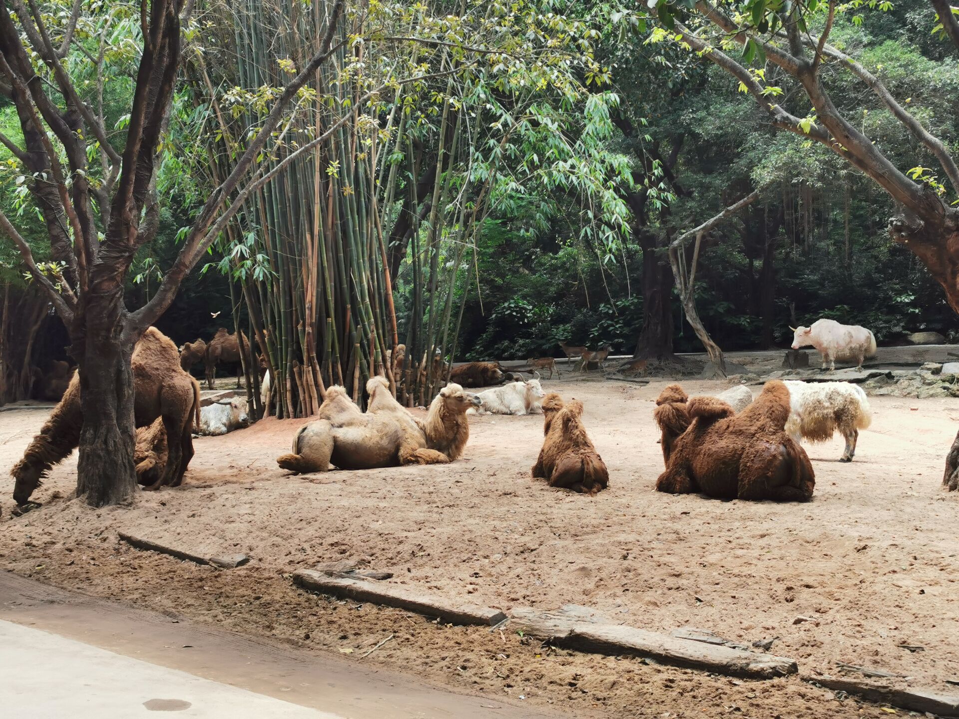 广州长隆野生动物世界之骆驼1.jpg