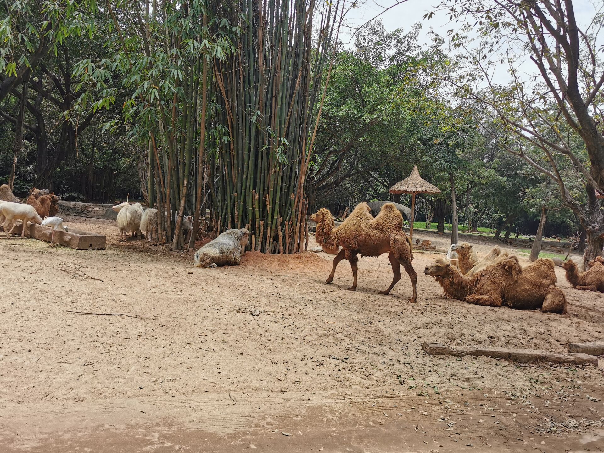 广州长隆野生动物世界之骆驼7.jpg