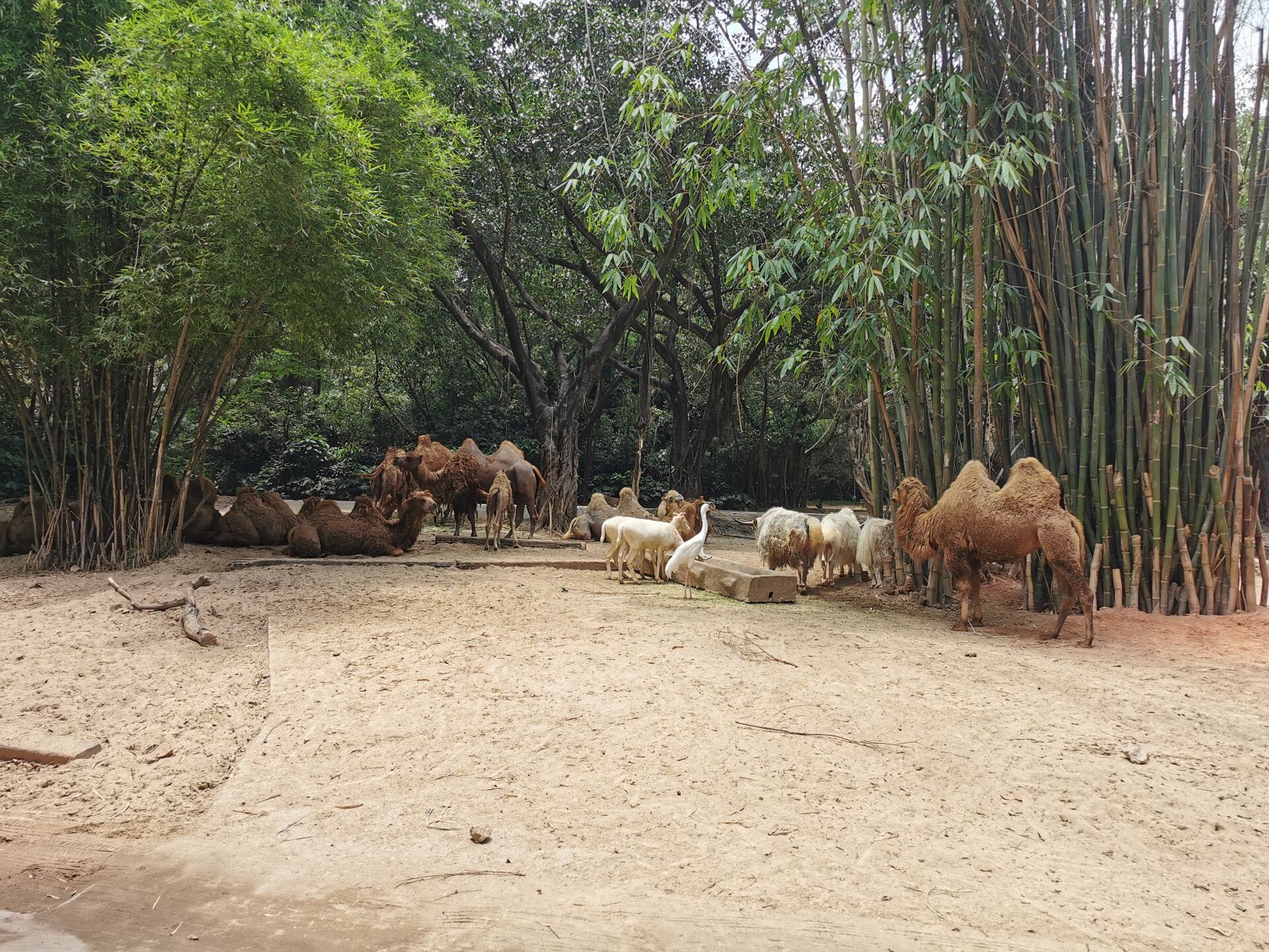 广州长隆野生动物世界之骆驼8.jpg