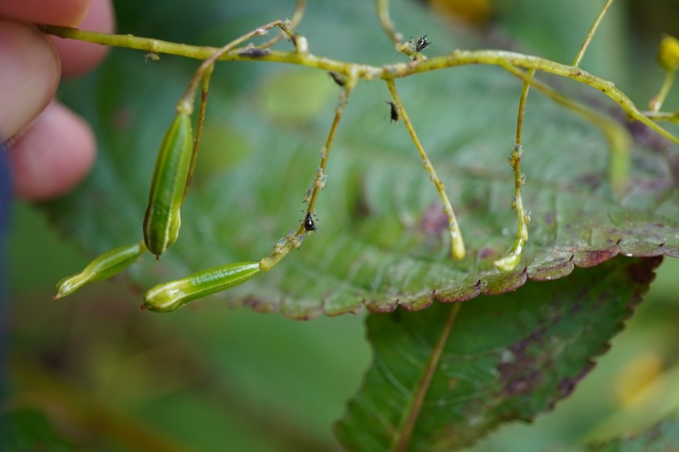 凤仙花上的蚜虫.jpg