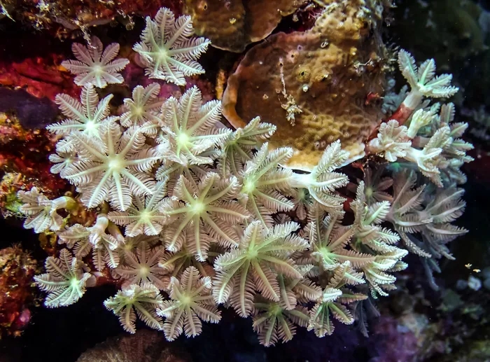 Soft-Sea-Corals.webp.jpg