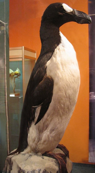 ֧ܧݧѧ ԧѧԧѧܧ (ݧѧ. Pinguinus impennis) 11_С.jpg