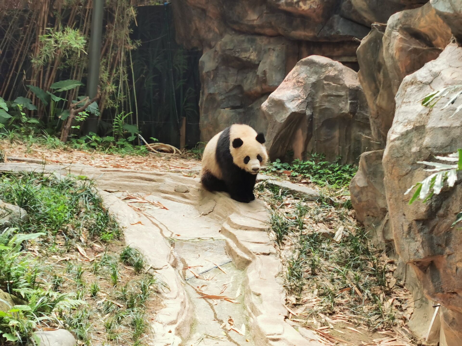 广州长隆野生动物世界之熊猫02.jpg