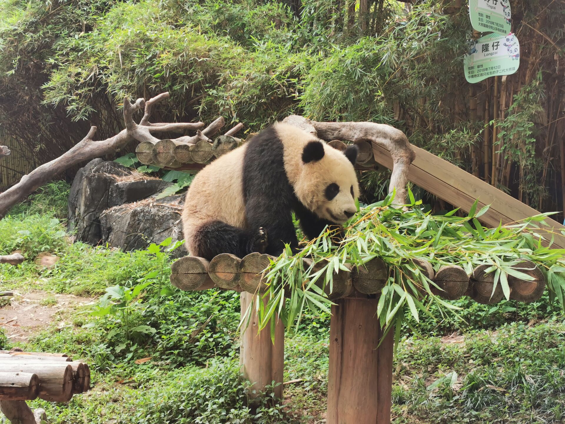 科学网—广州长隆野生动物世界之熊猫 - 陈立群的博文