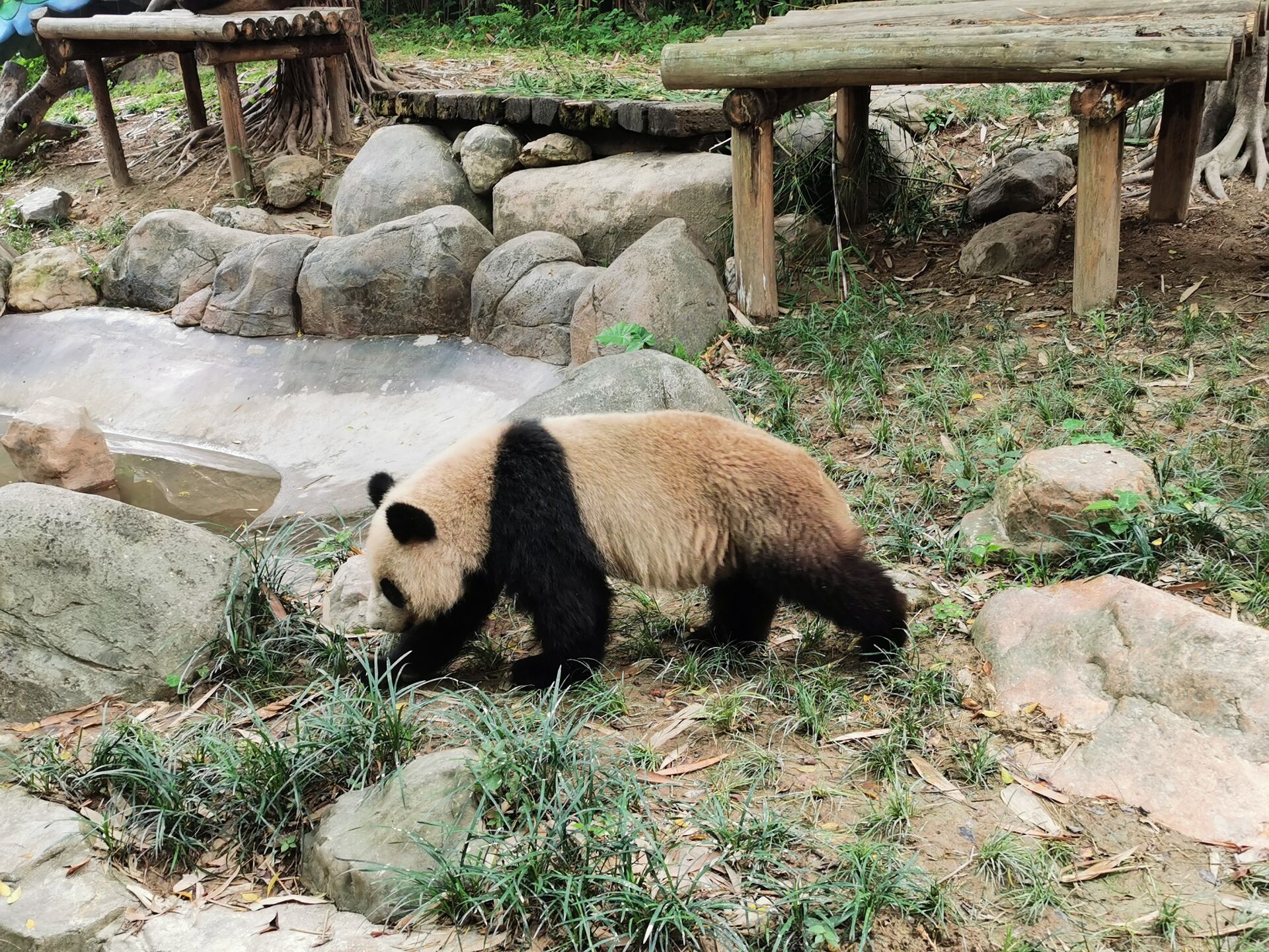 广州长隆野生动物世界之熊猫05.jpg
