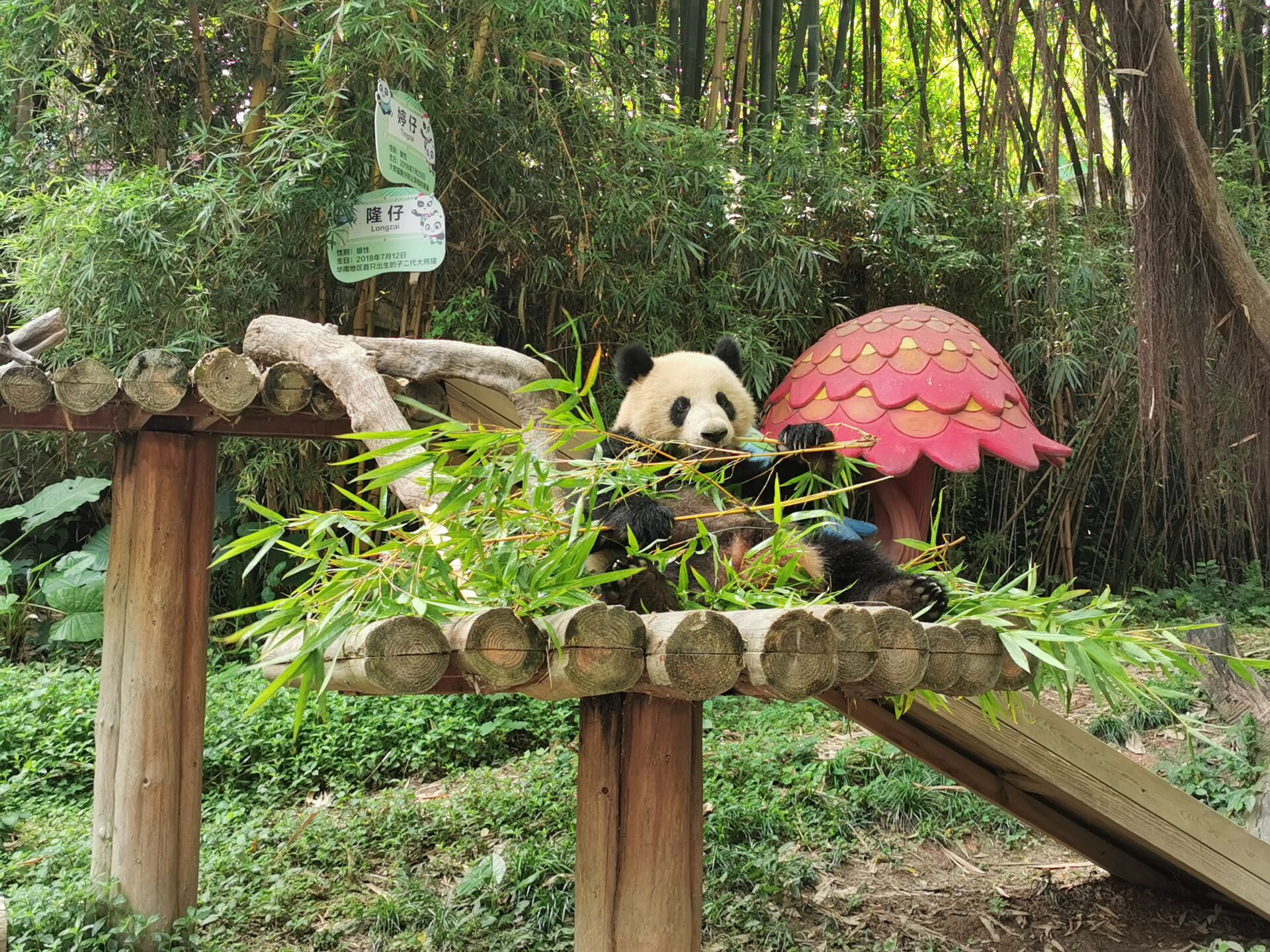 广州长隆野生动物世界之熊猫06.jpg