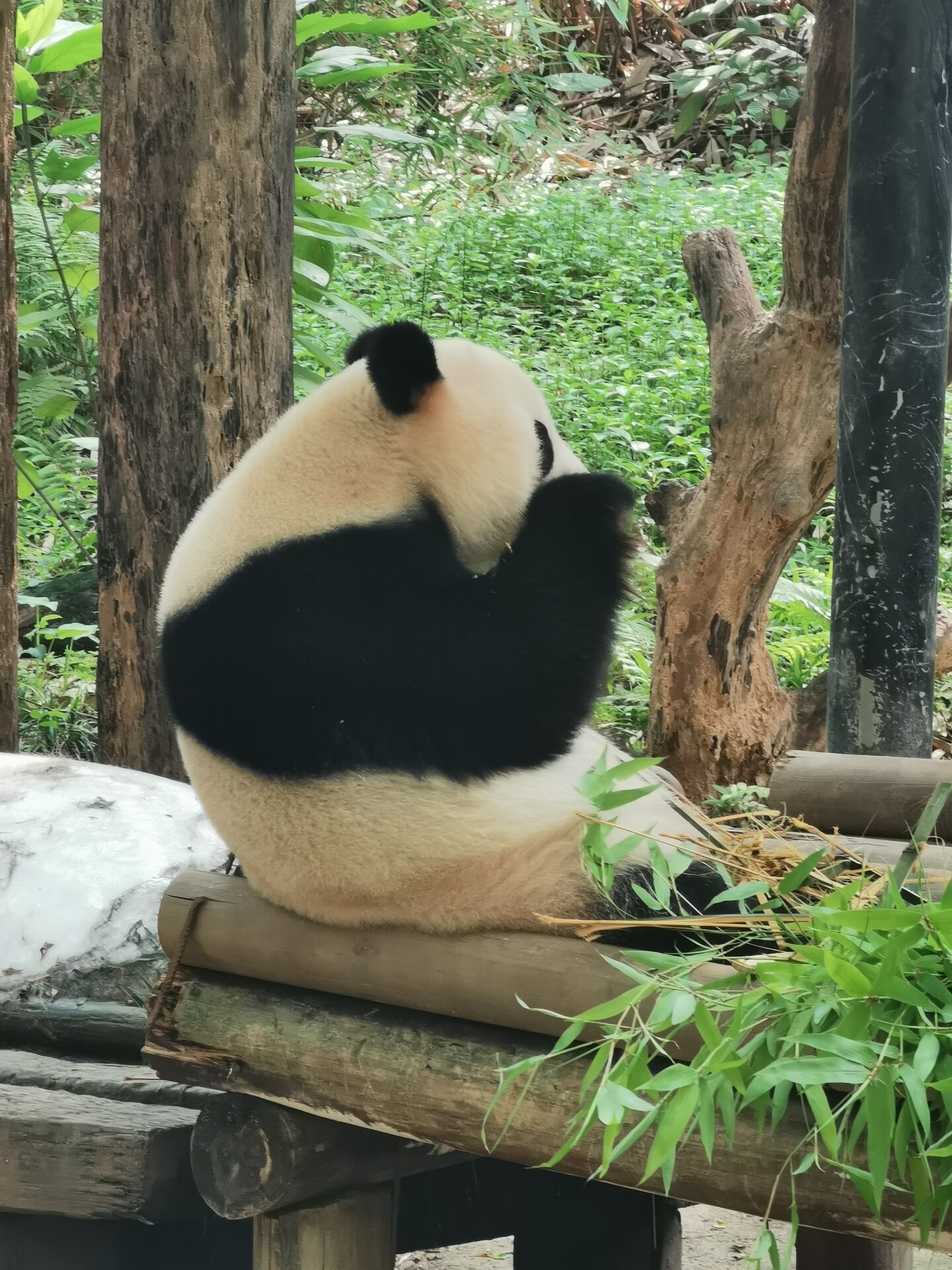 广州长隆野生动物世界之熊猫09.jpg
