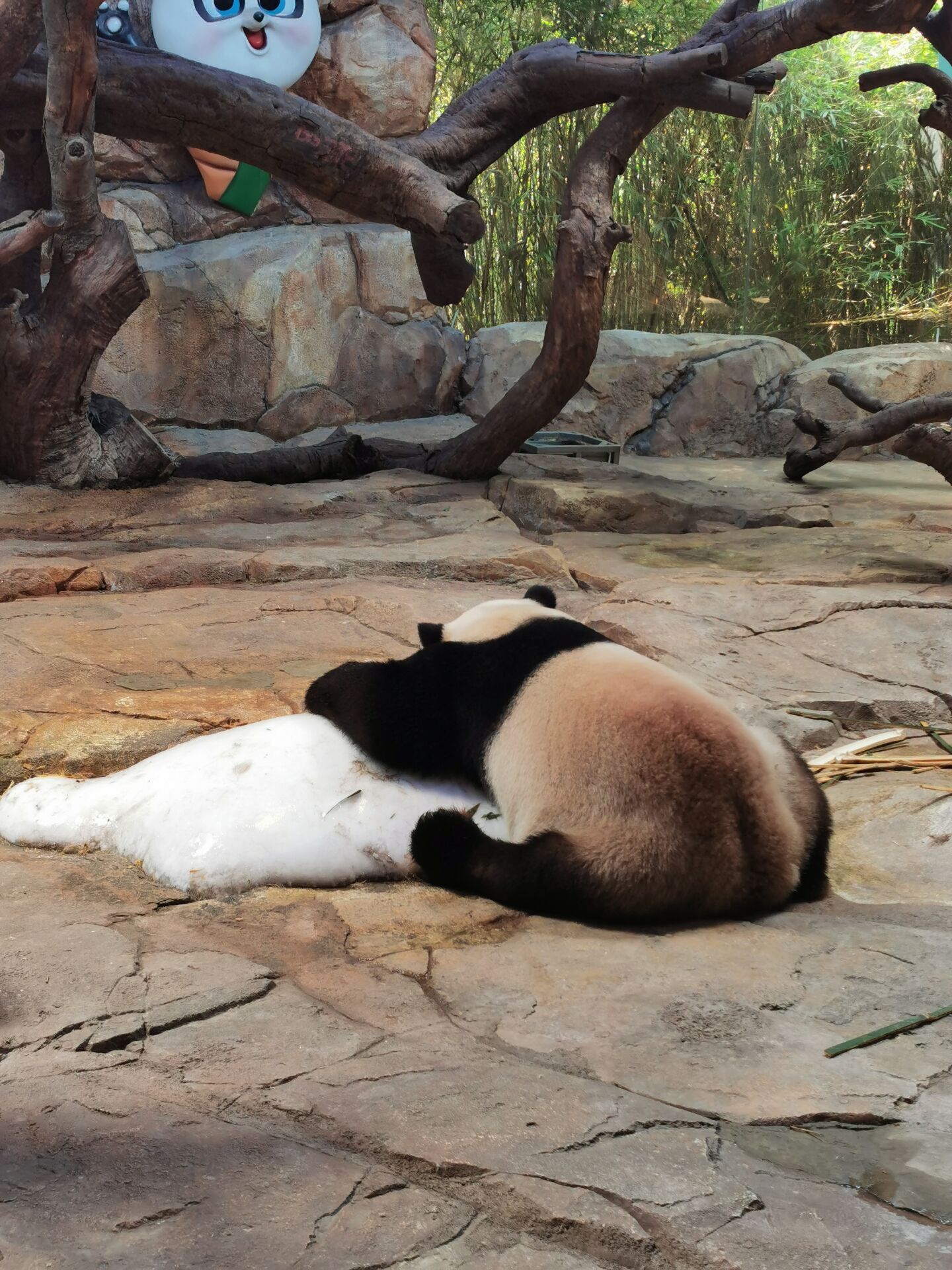 广州长隆野生动物世界之熊猫12.jpg