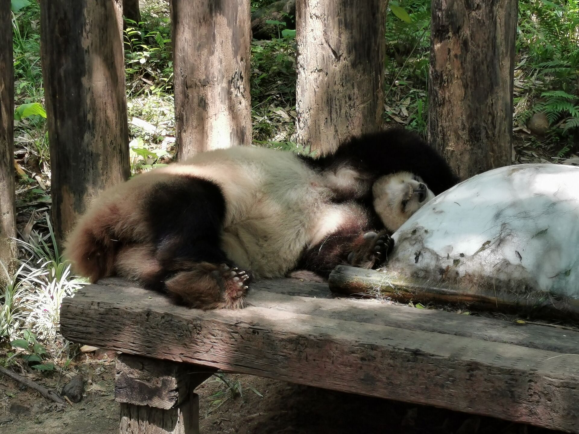 广州长隆野生动物世界之熊猫15.jpg