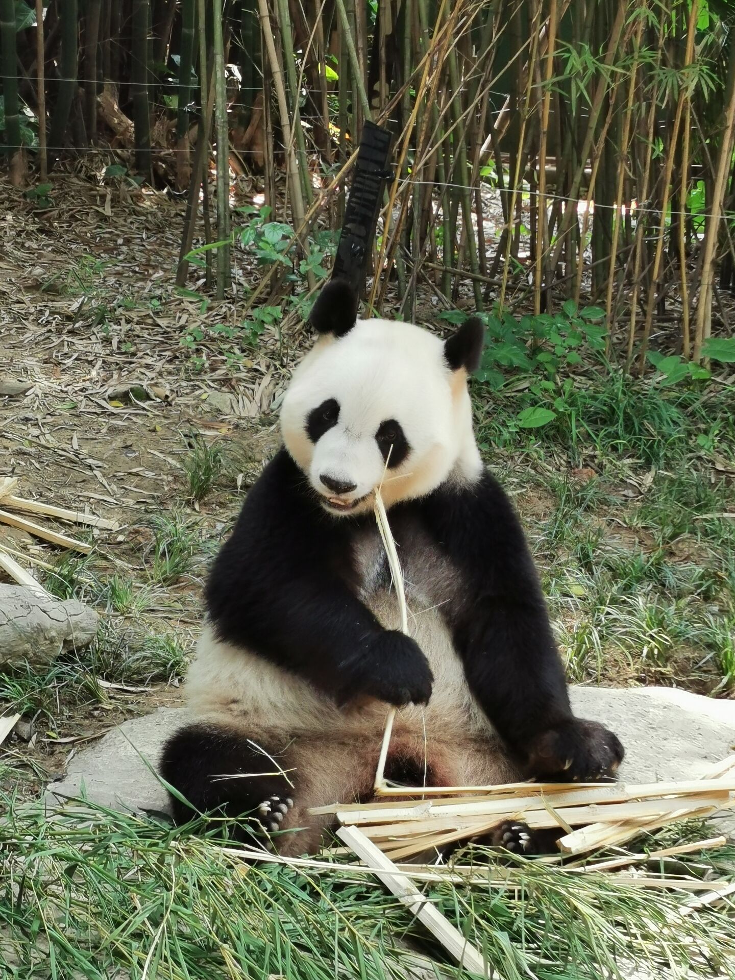 广州长隆野生动物世界之熊猫16.jpg