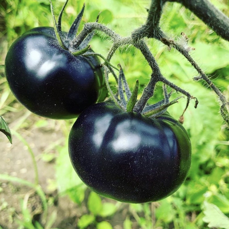 Colored tomato 99+22 Black Beauty tomatoes_.jpg