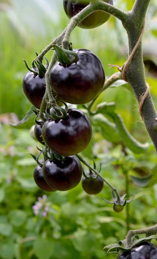 Colored tomato 99+33 Black-tomatoes_.jpg