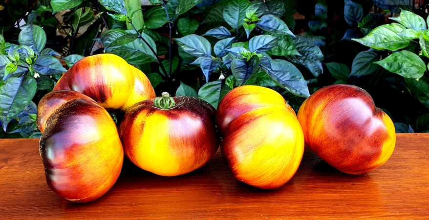Colored tomato 99+55 GREAT YELLOW BLUE_.jpg