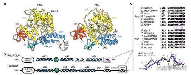 参与真核基因组复制的聚合酶-引物酶.jpg