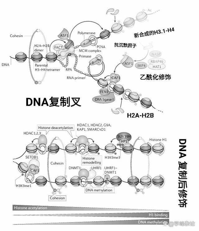 DNA 复制和修饰.jpg