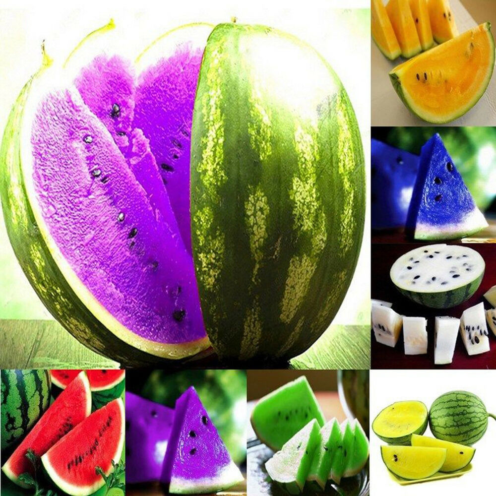 ɫ 01 10Pcs Rare Colorful Watermelon Seeds Fruit Vegetables Organic Pl.jpg