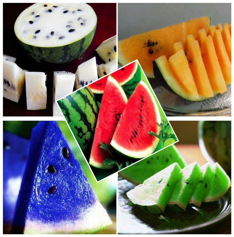 ɫ 02  5 Colors Available 10PCS Rare Watermelon Seeds Delicious Fruit   $_57.jpg