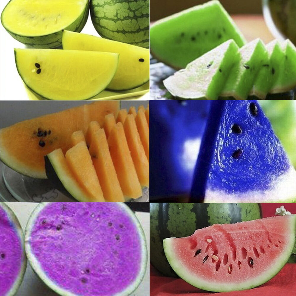 ɫ 04 10PCS 5 Colors Rare Watermelon Seeds Delicious Fruit Vegetables .jpg