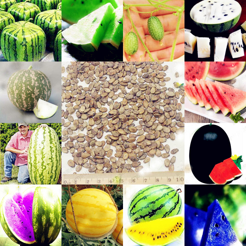 ɫ 05 20 pcs Watermelon plants Mix Color Seedless Watermelon Sweet&j.jpg
