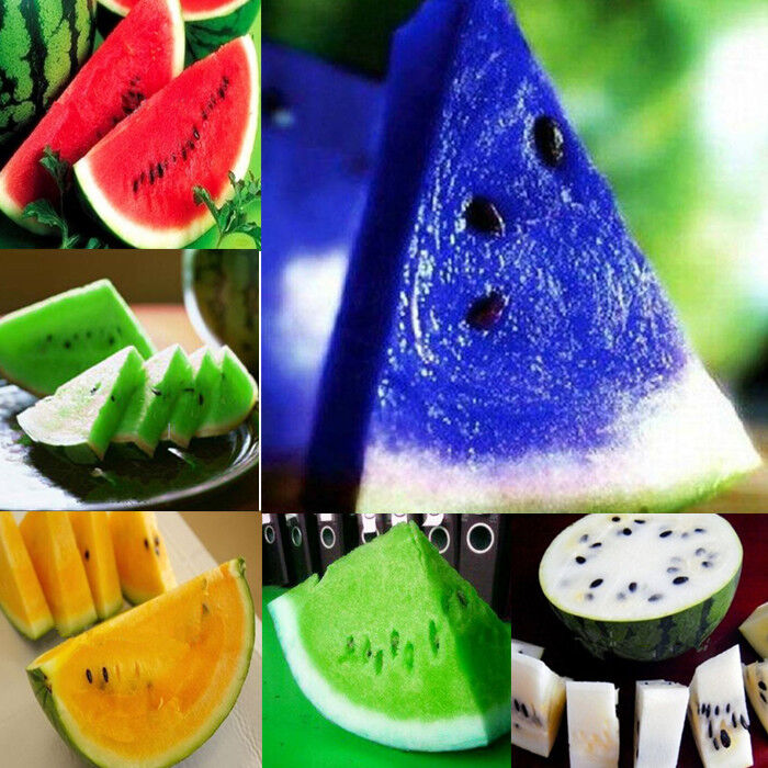 ɫ 07 Rare Watermelon 5 Colors Seeds Delicious Fruit Vegetables Seed  .jpg