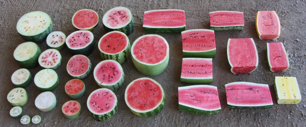 ɫ 09 WatermelonsW-1024x427.jpg