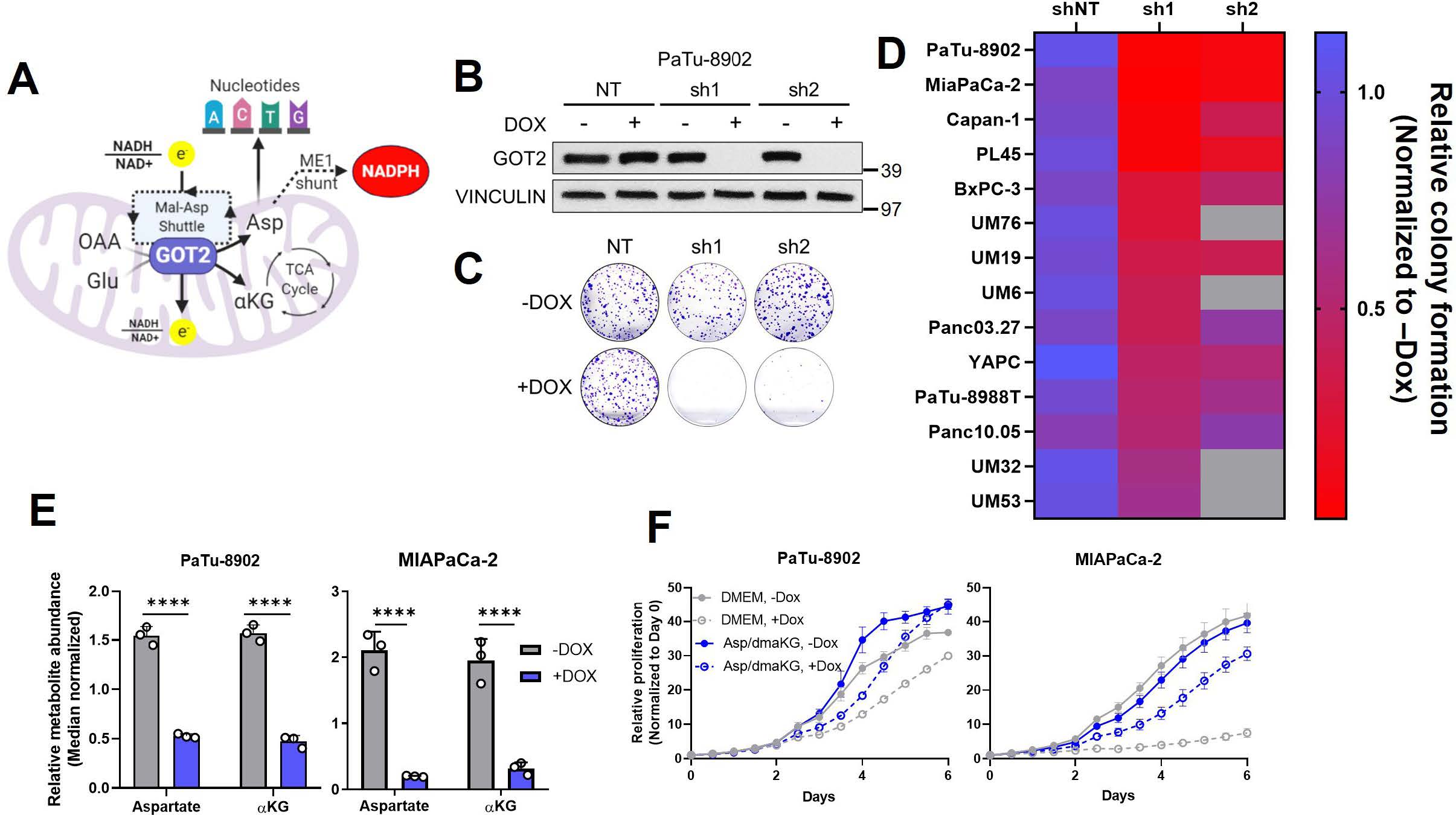 Kerk-Metabolic requirement for GOT2 in pancreatic cancer depends on-eLife.jpg