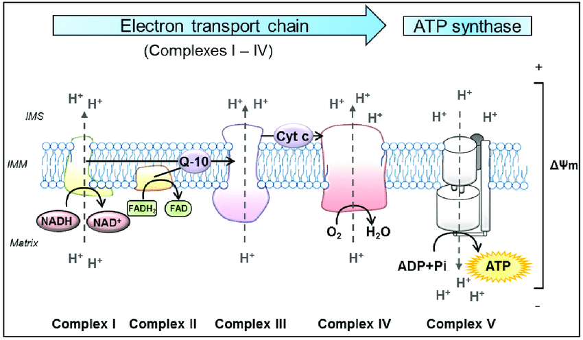 Schematic-representation-of-oxidative-phosphorylation-OXPHOS-in-mitochondria-The.png