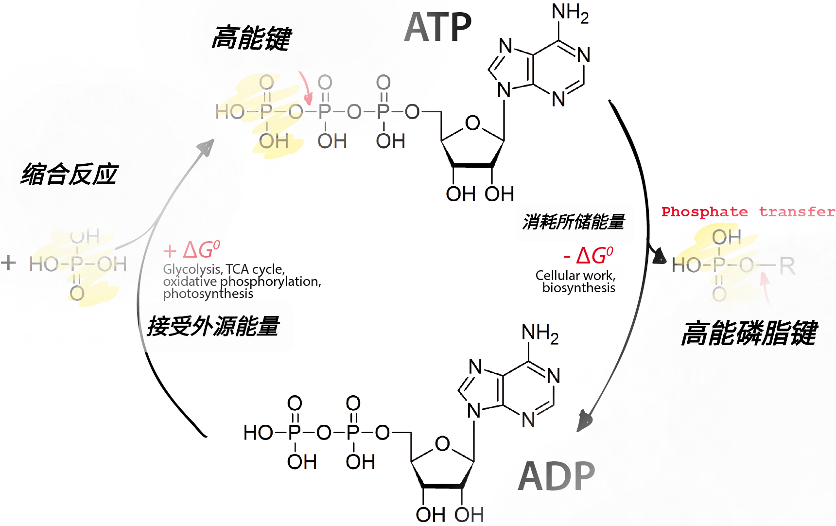 ADP_ATP_cycle.png