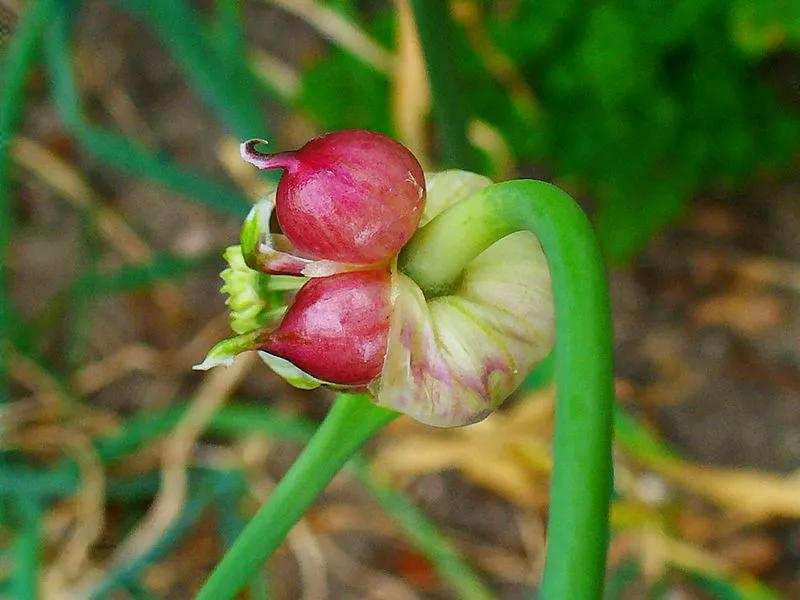 Garlic (Allium sativum) – Attribution  H. Zell   garlic_allium_sativum_img.jpg