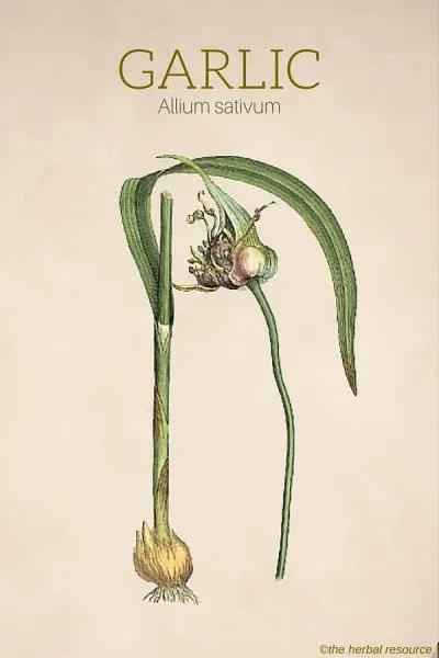 Garlic (Allium sativum) – Illustration   garlic-herb-allium-sativum-img-e15617.jpg
