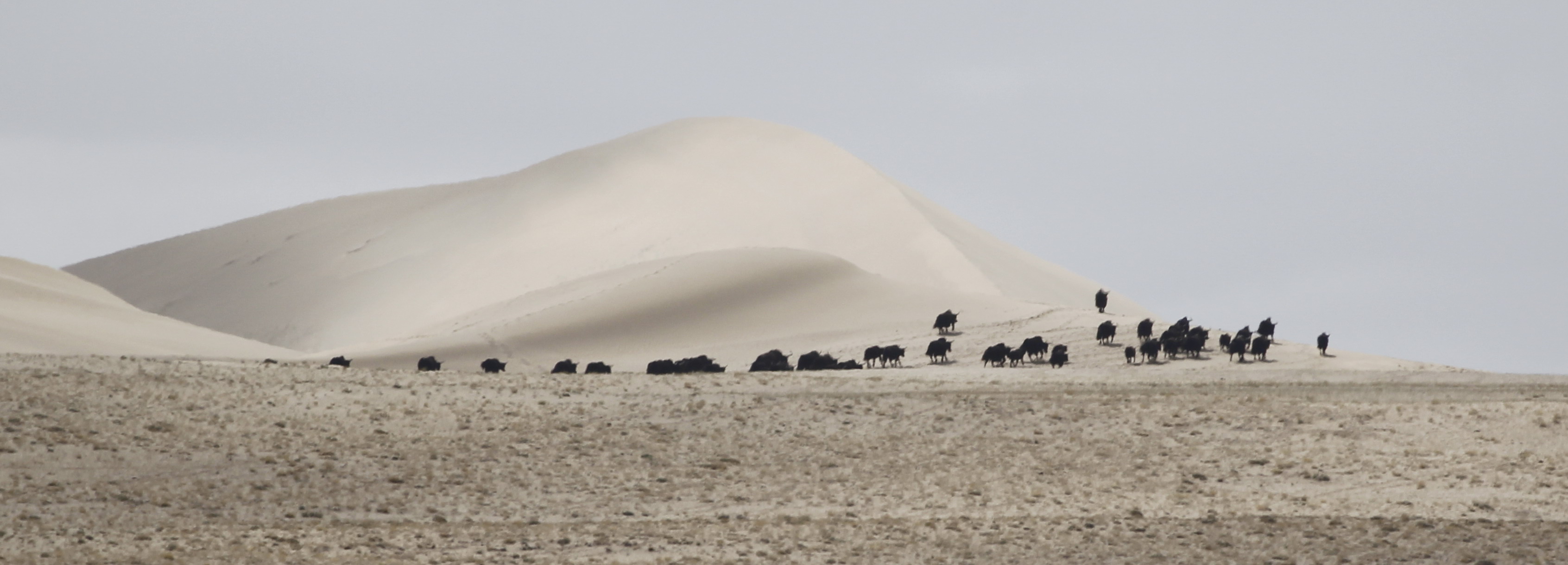 Ұţɳ   Yaks_in Altun_by MaMing_Sept_2011_MG_4866.jpg