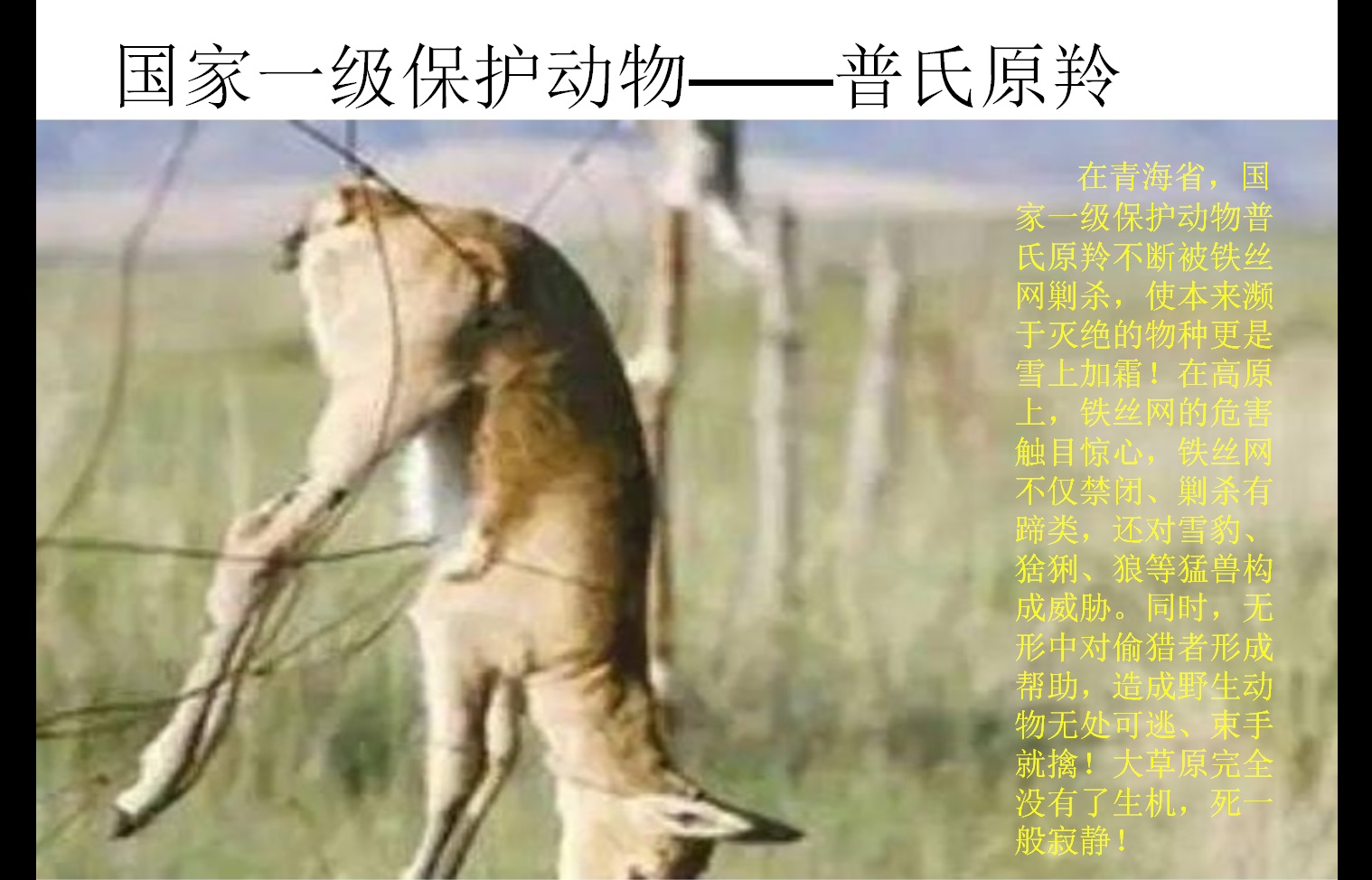 5 青藏高原生态保护法 边境铁丝网 普氏原羚 马鸣发言稿_20220922.jpg