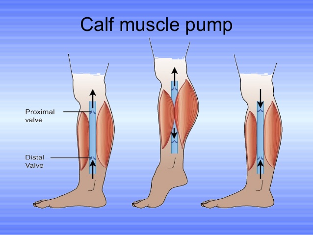 calf-muscle-pump.jpg