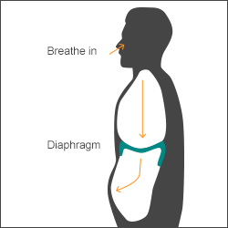 breathing_diaphragm.gif