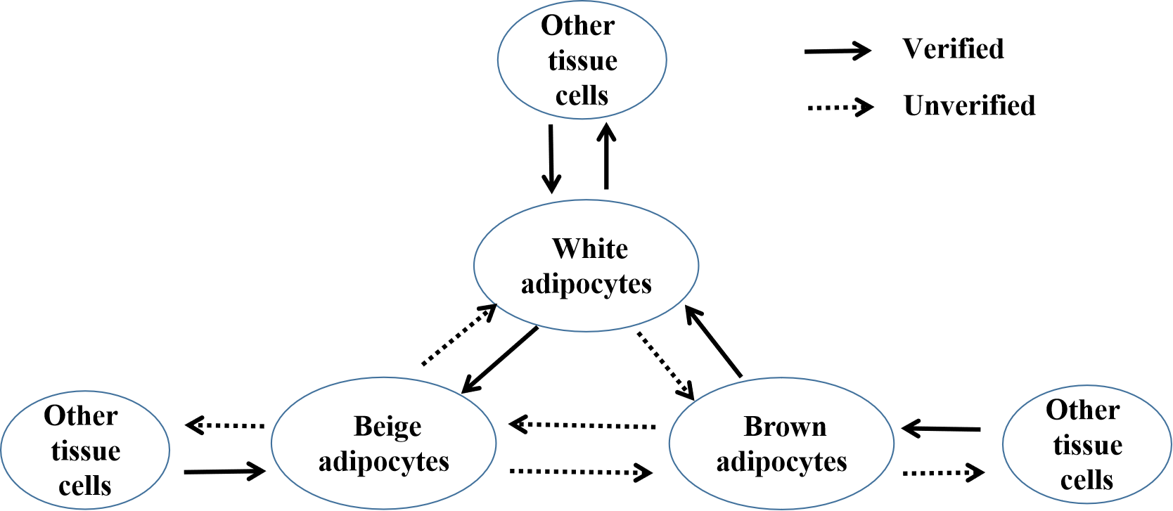 The schematic diagram of the biotransformation of fat cells.png