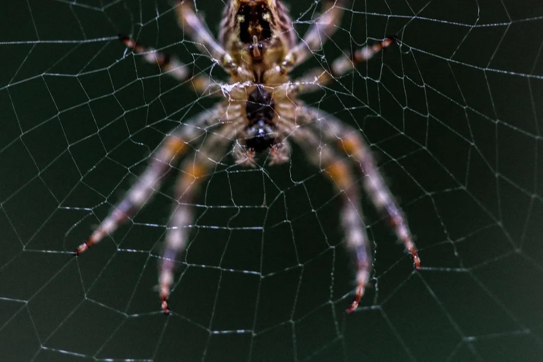 Barn-Spider-on-Web.webp.jpg