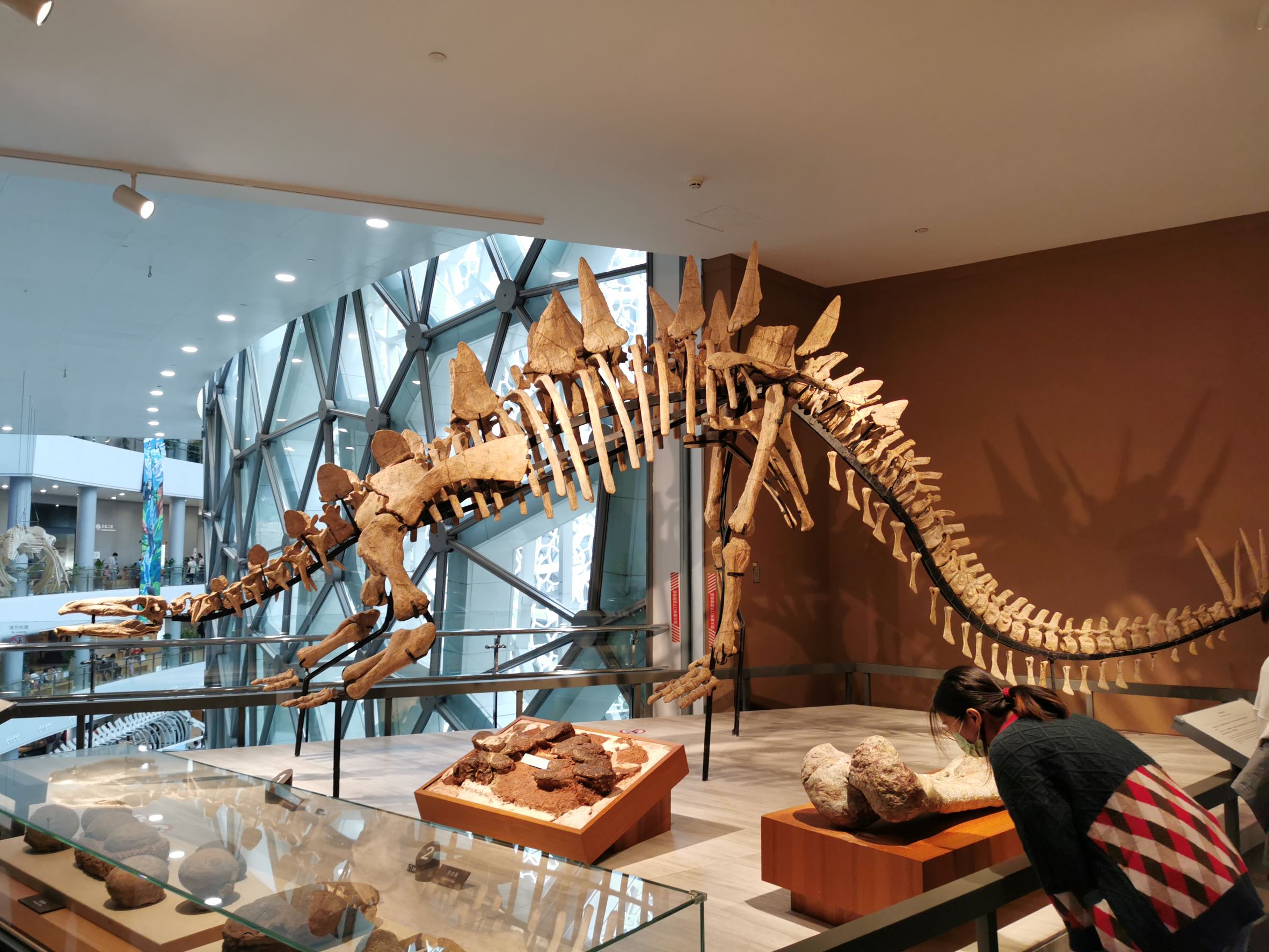 上海自然博物馆之恐龙11.jpg